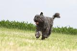 BOUVIER DES FLANDRES 049